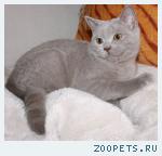 Британский лиловый котик 4000 руб.