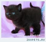 Британские черные котята из питомника VIVIAN.