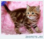 Британские котята шоколадный мрамор из питомника VIVIAN.