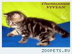 Британские мрамоные котята  из питомника VIVIAN.