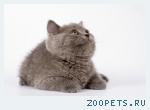 Британские котята голубого окраса