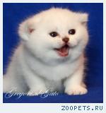Эксклюзивные британские плюшевые котята шиншиллы шоу класса!