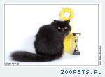 Персидский котик приглашает на взяку