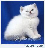 Британские плюшевые Серебристые котята с изумрудными глазами!