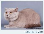 Лиловый кот приглашает на вязку