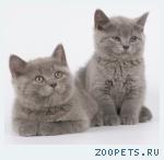 Британская кошечка голубого окраса