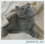 Шотландские и британские котята