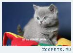 Голубые британские котята. Питомник SILVERY SNOW.