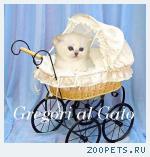Британские Серебристые и золотые шинлиллы с изумрудными глазами!