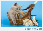 Британские котята