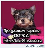 Щенки ЙОРКШИРСКОГО ТЕРЬЕРА 2 мальчика продаются!