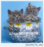 Британские котята. Настоящие плюшки, с родословной.
