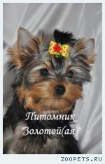 Очаровательные щенки Йоркширского терьера