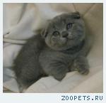 Шотландские КОШЕЧКИ