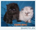 Персидские котята разных окрасов