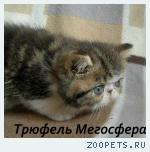 Экзотические плюшевые котята