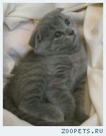 Шотландские КОШЕЧКИ