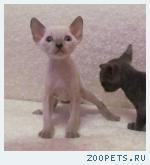 КОРНИШ-РЕКС кудрявые котята