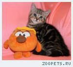 Шотландские КОТИКИ