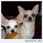 Подрощенные (9 мес) щенки  ЧИХУАХУА