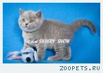 Чистокровные британские котята из питомника SILVERYSNOW