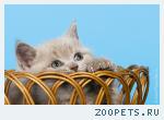 Купить британского котенка  - ДЕШЕВО