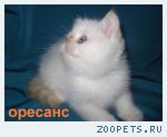 Экзот (плюшевый перс) кошечка