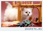 Роскошный британский котик. СРОЧНО!