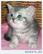 Британские мраморные котята из питомника VIVIAN.