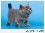 100% Британские котята