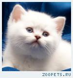 Роскошный британский котик. СРОЧНО!
