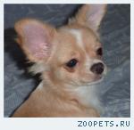 Подрощенный  мальчик  ЧИХУАХУА