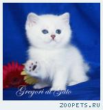 Британские серебристые шиншиллы - плюшевые синеглазки