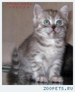 Британские дымные котята из питомника VIVIAN.