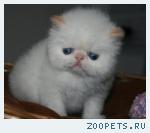 Продаются клубные персидские котята