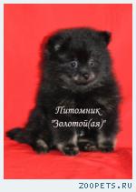 Померанский (немецкий) шпиц щенки
