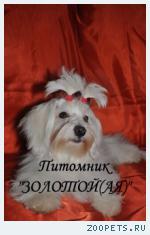 Купить щенка мальтезе, мальтийской болонки 