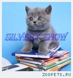 Голубые британские котята. Фото и видео.