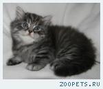 Шотландские котята и Хайленд
