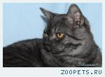 Котята шотландские страйт серебристого дымного окраса.