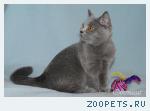 Котята шотландские плюшевые голубого окраса.