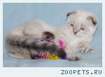 Котята-кошечки шотландские вислоухие.
