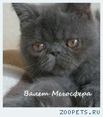Экзотический котик
