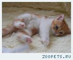 продам котенка шотландской вислоухой породы