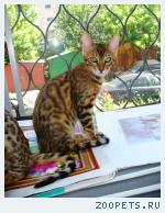 Бенгальский котик