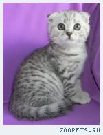 Шотландские котята и Хайленд