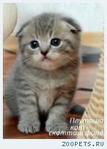 Шотландские вислоухие котята