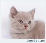 Шотландские короткошерстные котята