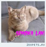 Британские котята шоколадного и колорного окраса