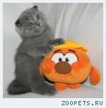 Шотландские котята и Хайленд